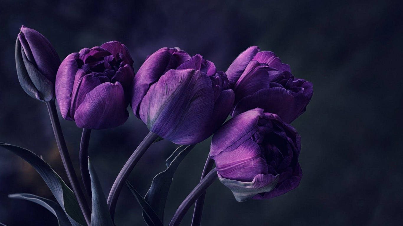 Dark Purple Tulip Flowers Wallpaper