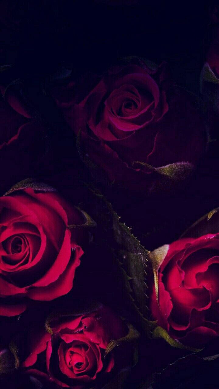 Dark Red Roses Iphone Wallpaper