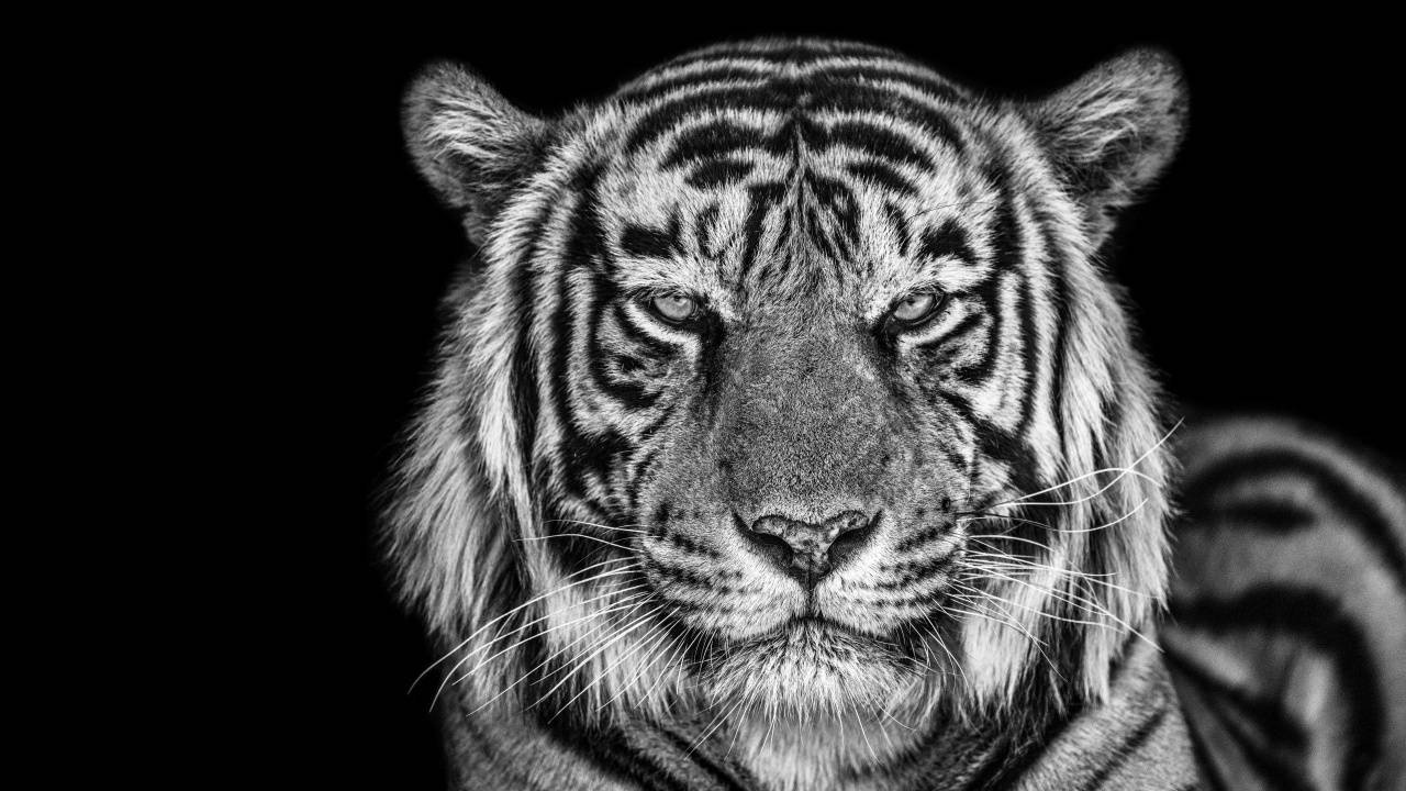 Dark Tiger Pc Wallpaper