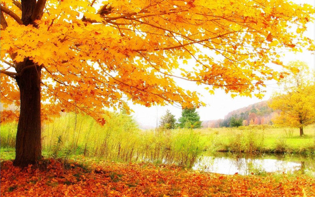Daytime Fall Foliage Hd Scenery Wallpaper