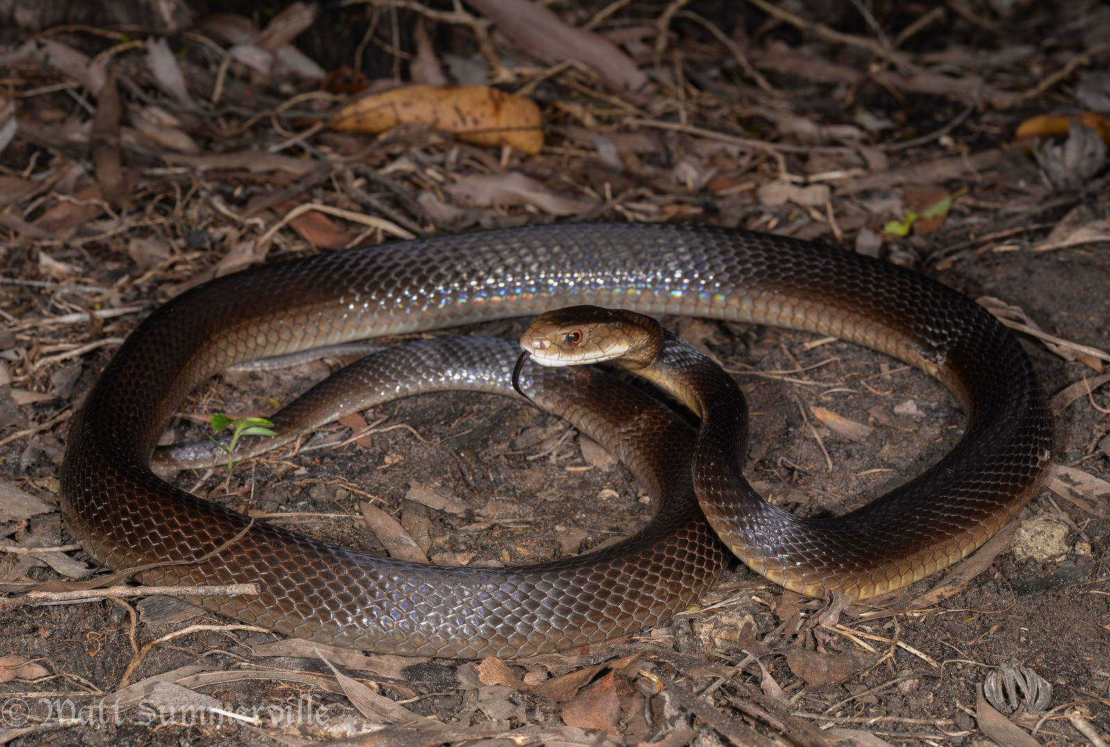 Deadly Taipan Snake On Ground Wallpaper