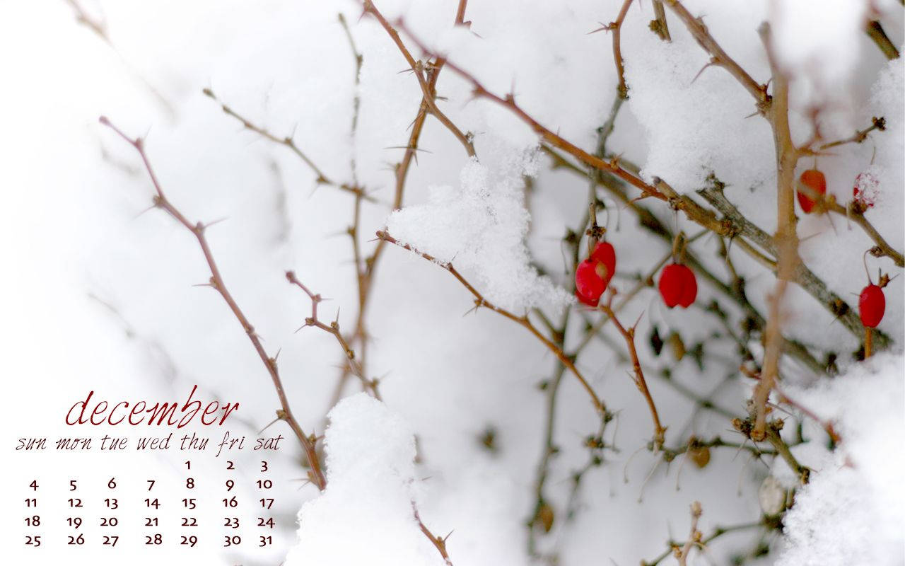 December Snow And Berries Calendar Wallpaper