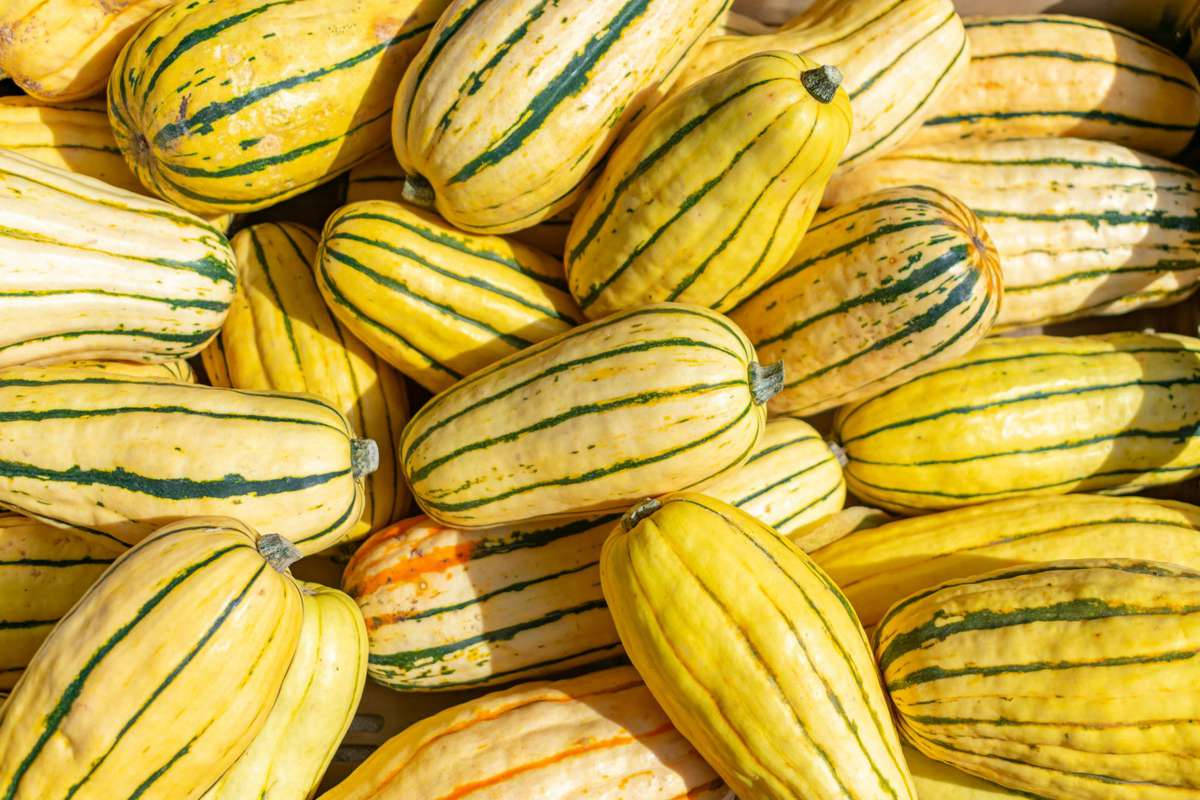 Delicata Yellow Squash Fruits Wallpaper