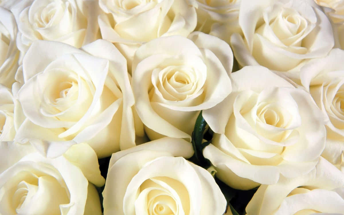 Delicate And Classic Beauty Of White Rose Petals. Wallpaper