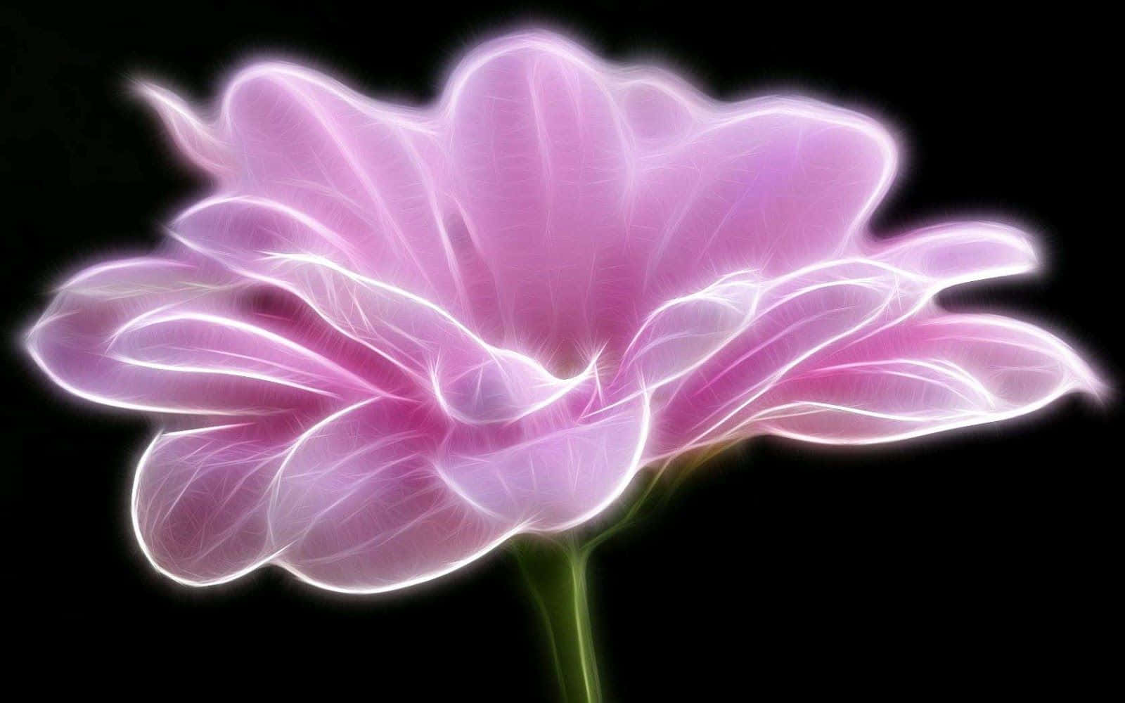 Delicate Black And Pink Floral Arrangement Wallpaper