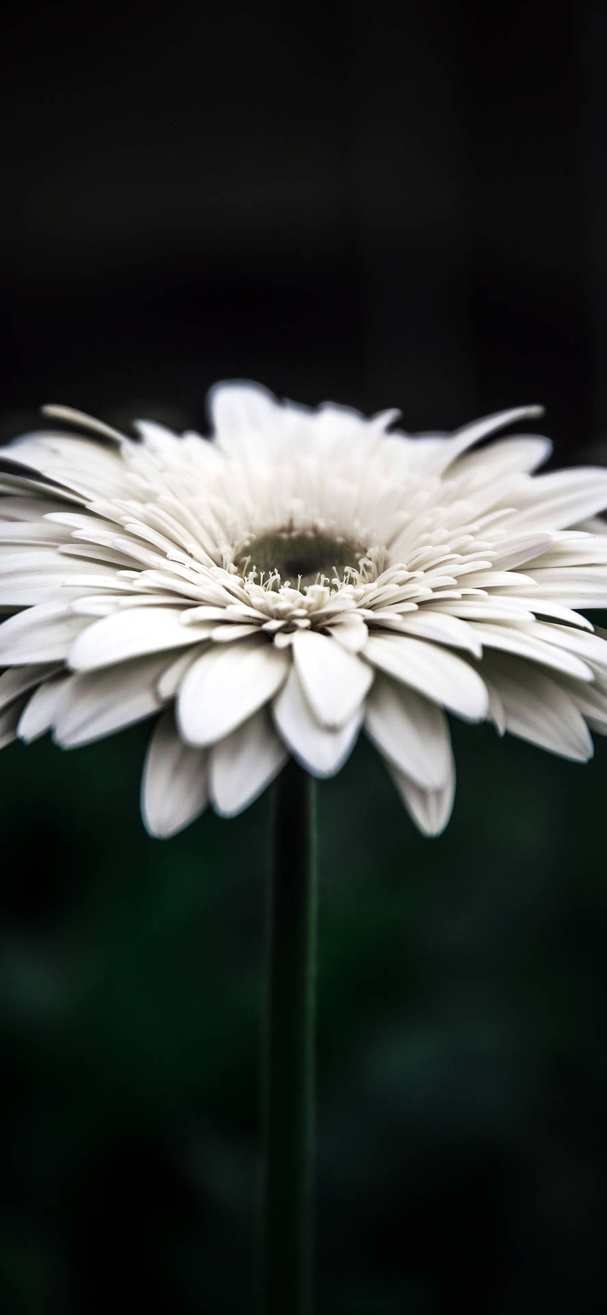 Details Of A White Flower Iphone Wallpaper