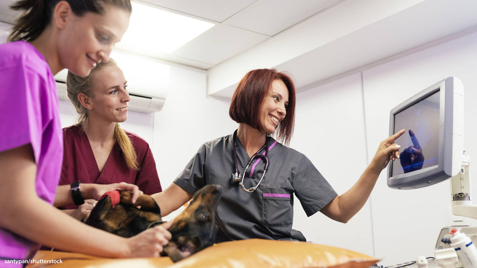 Devoted Veterinarians Performing Treatment On A Dachshund Dog Wallpaper