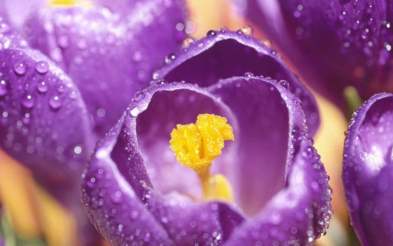 Dews On A Saffron Crocus Wallpaper