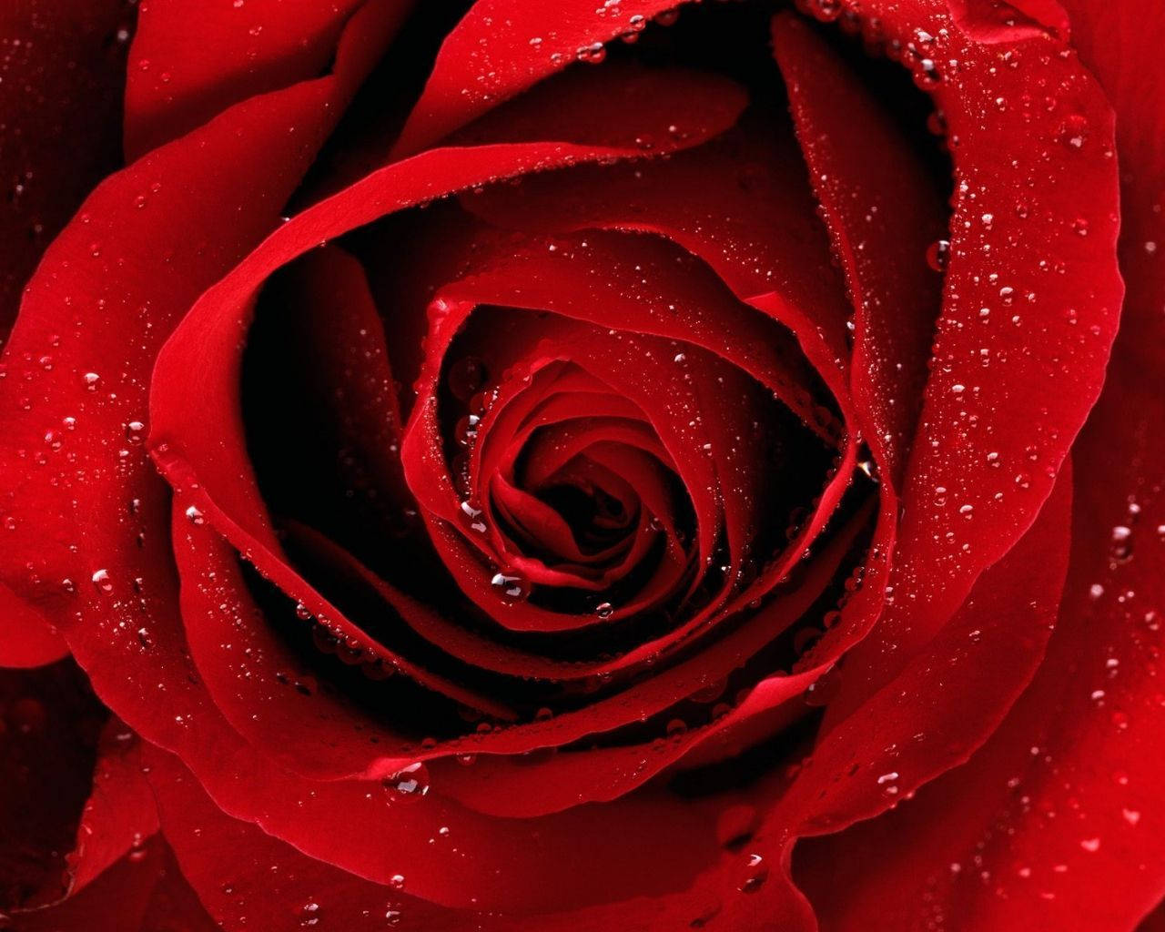 Dewy Rose Flower Desktop Wallpaper
