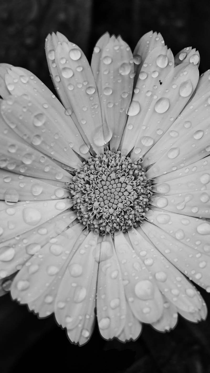 Dewy White Flower Portrait For Iphone Wallpaper