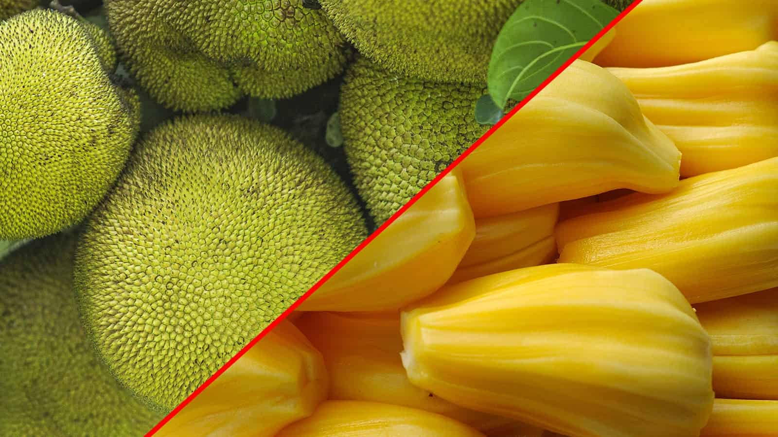 Dichotomy Of Jackfruit: From Unripe To Ripe Wallpaper