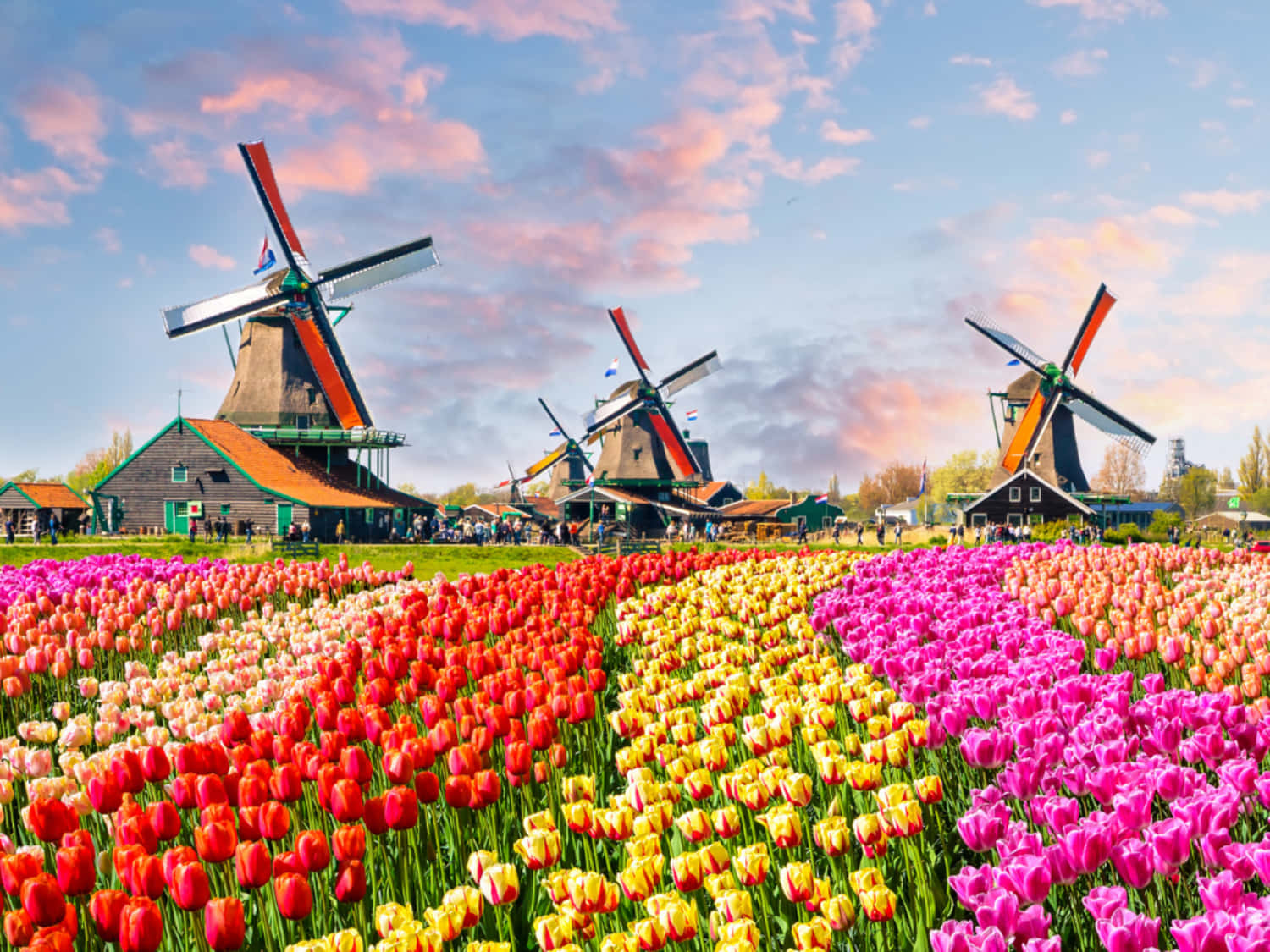 Discover The Bloemsma In Amsterdam, During Spring Wallpaper
