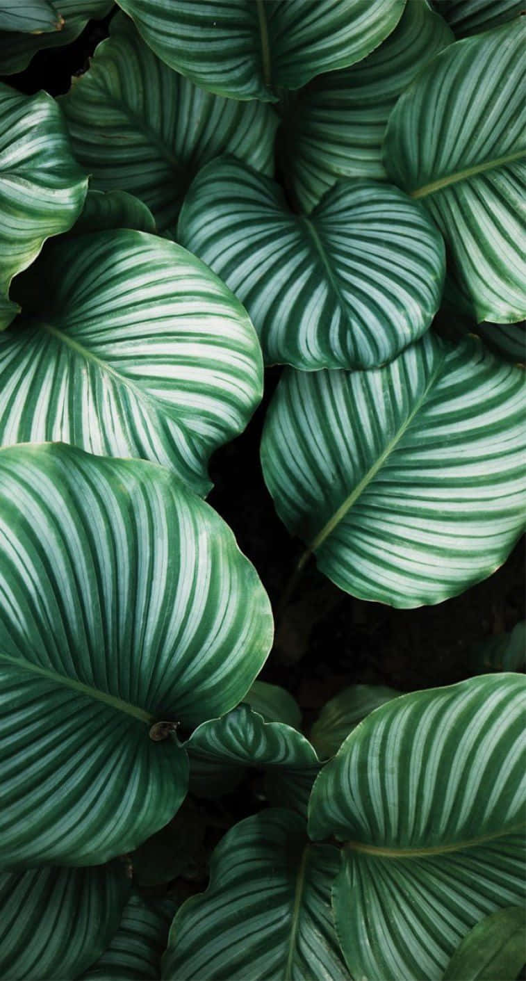 Dive Into Summer With Tropical Iphone Wallpaper