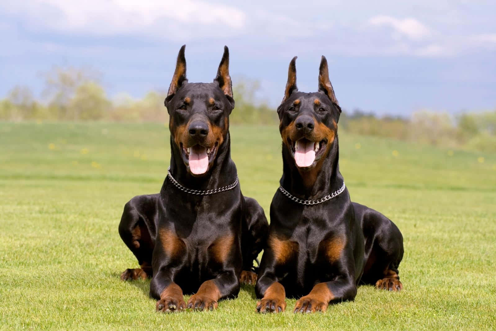 Doberman Duo Wallpaper