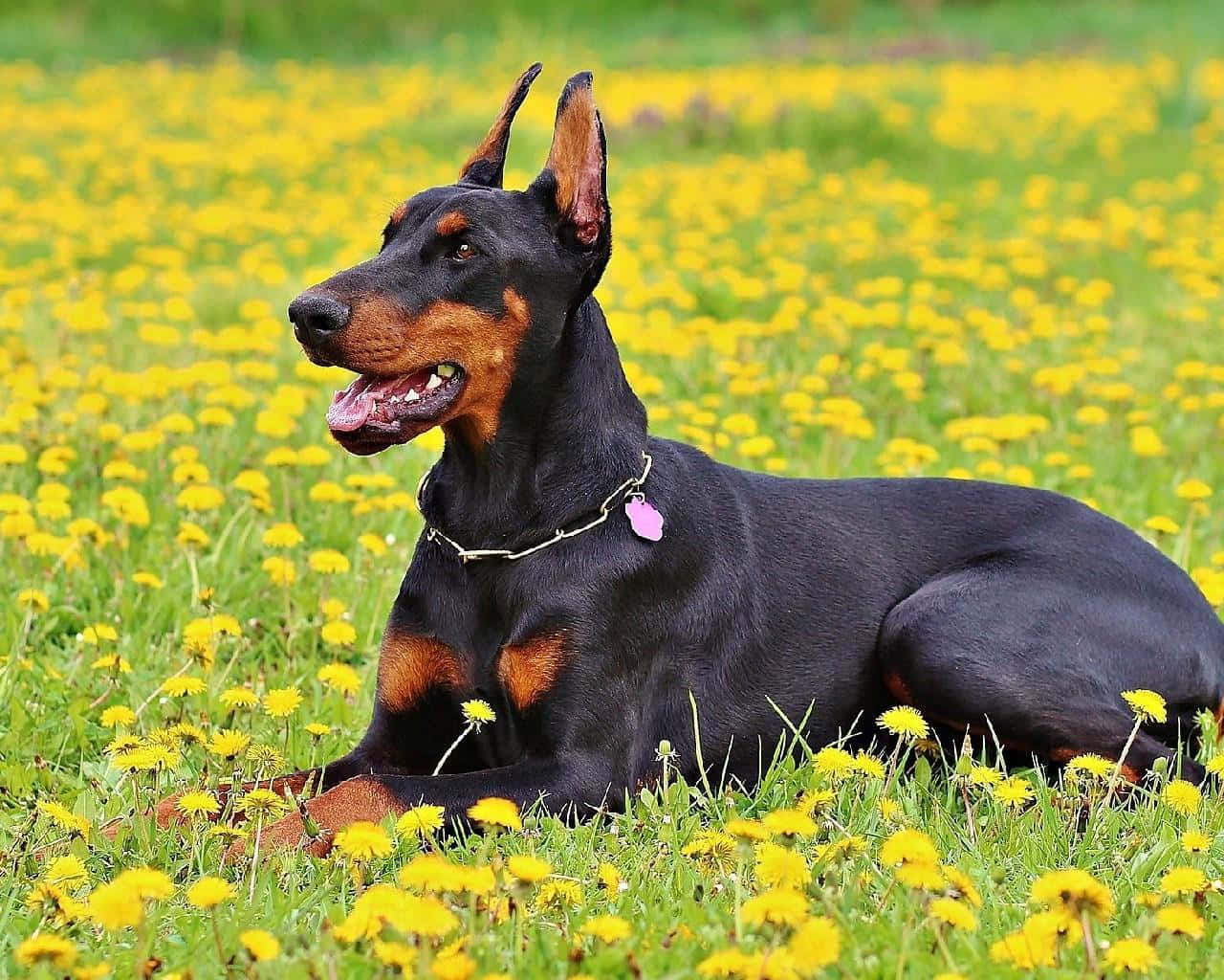 Doberman Yellow Wallpaper