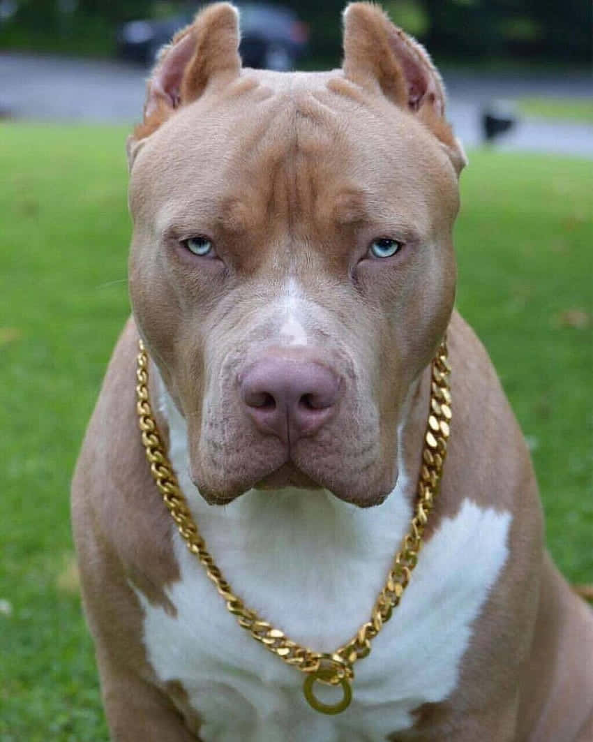 Dog Pitbull With Gold Necklace Wallpaper