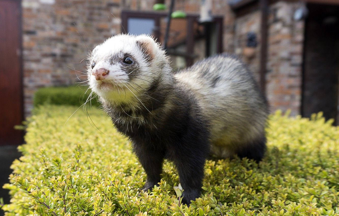 Domestic Black Mitt Ferret Wallpaper