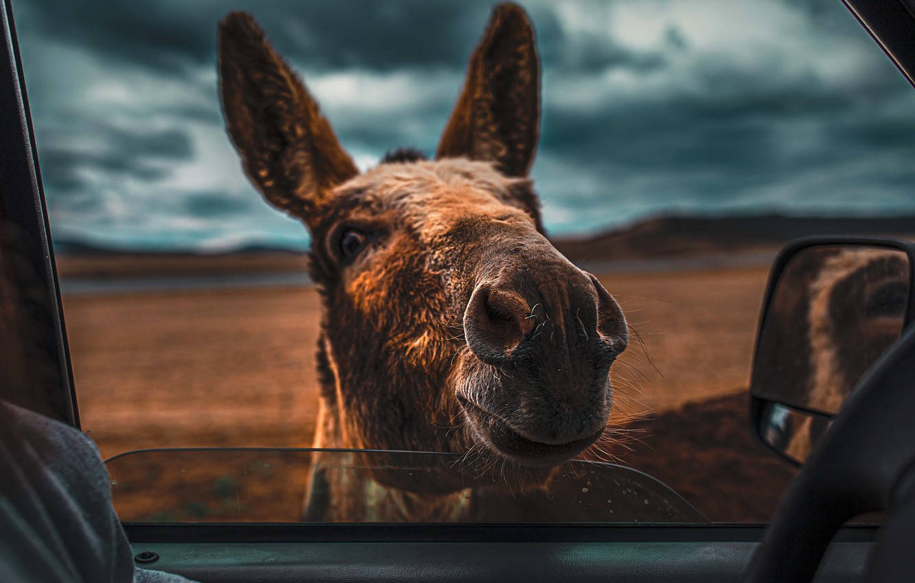 Donkey On Car Window Wallpaper