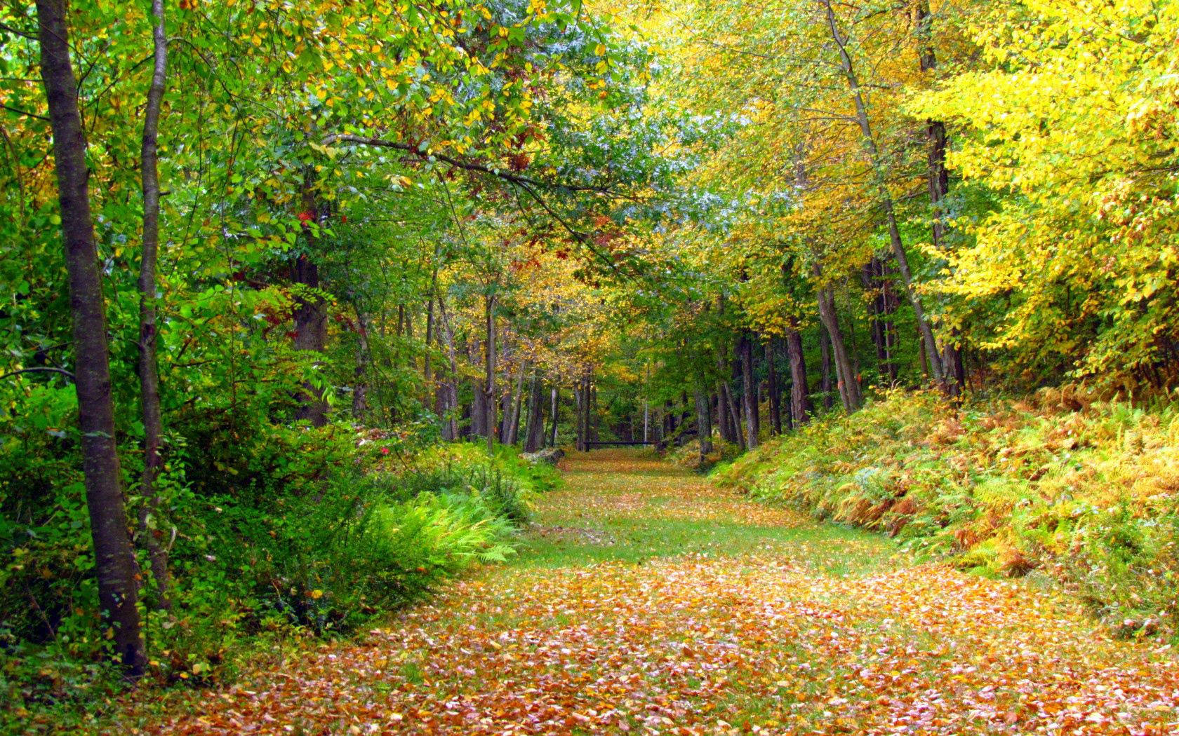 Download Autumn Wallpaper Wallpaper