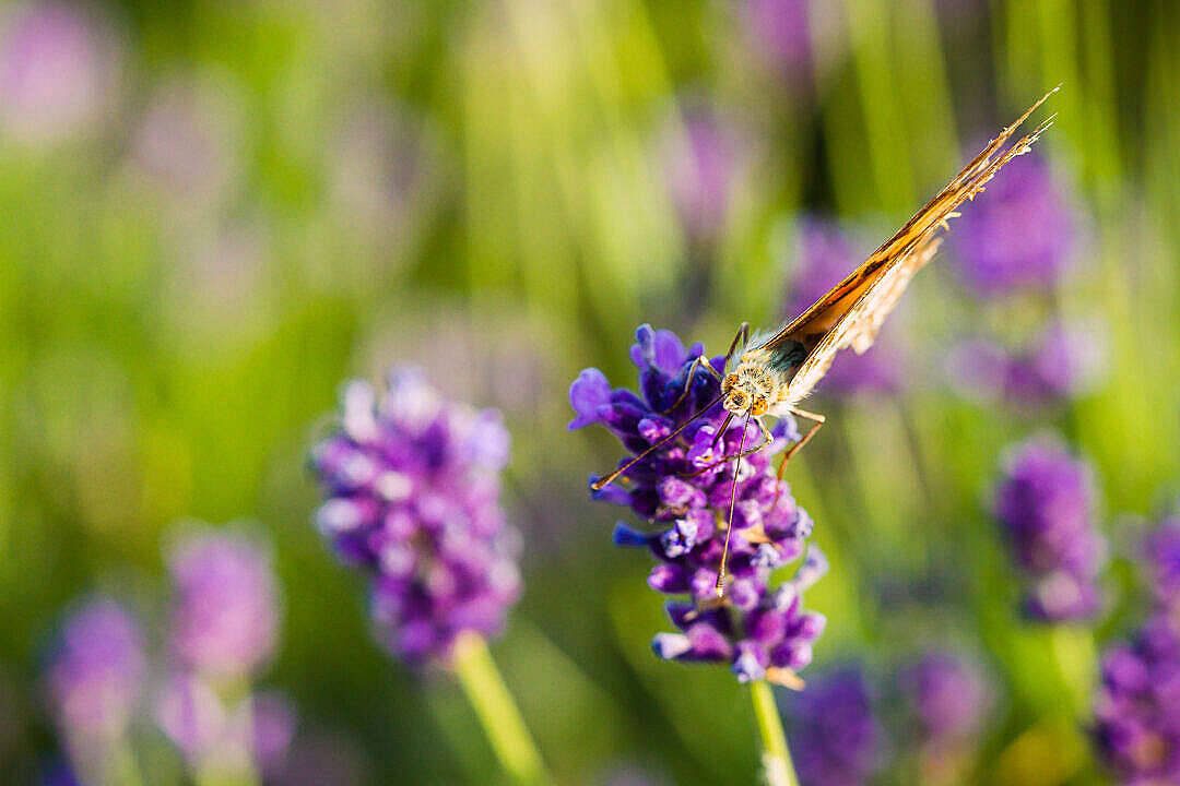 Download Butterfly On A Lavender Flower Free Stock Photo Wallpaper