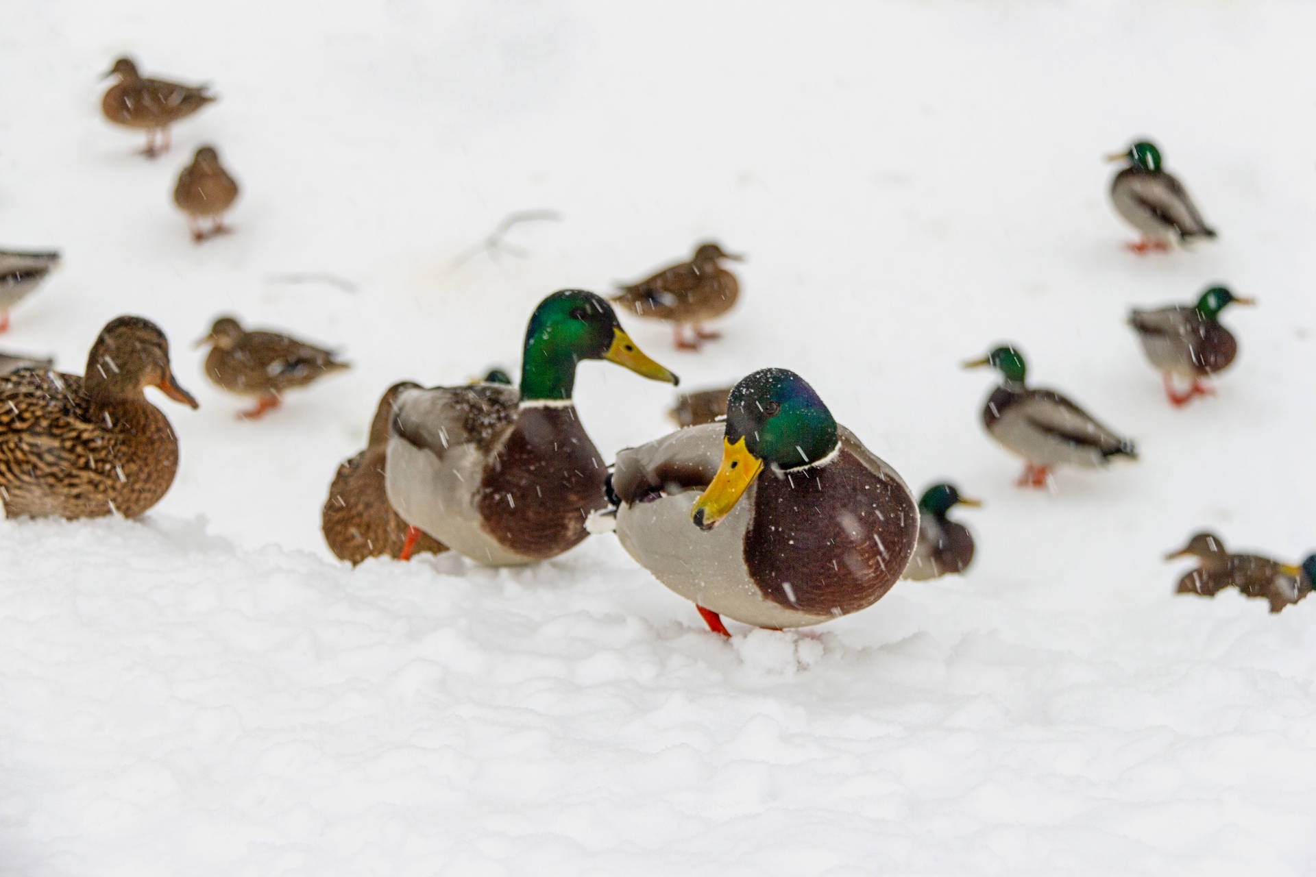 Baby Animal Ducks Are Floating On Water HD Duck Wallpapers | HD Wallpapers  | ID #89468