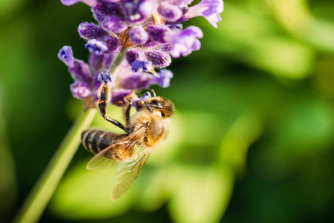 Download Honey Bee Working On A Lavender Flower Free Stock Photo Wallpaper