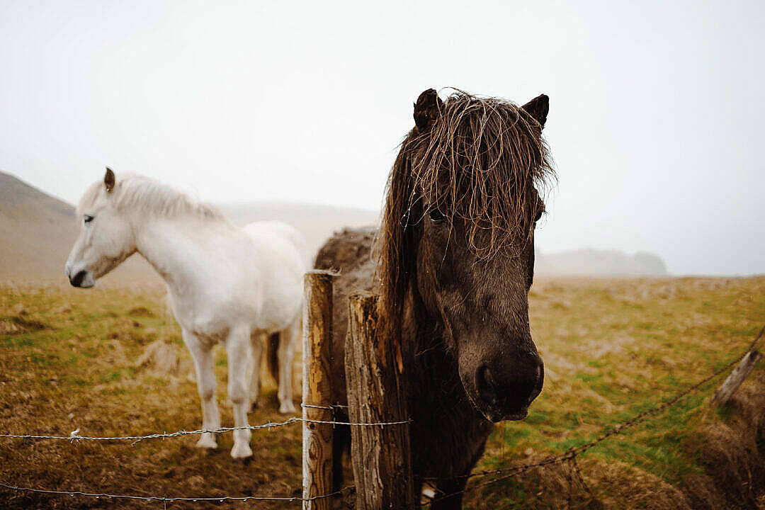 Download Icelandic Horses Free Stock Photo Wallpaper