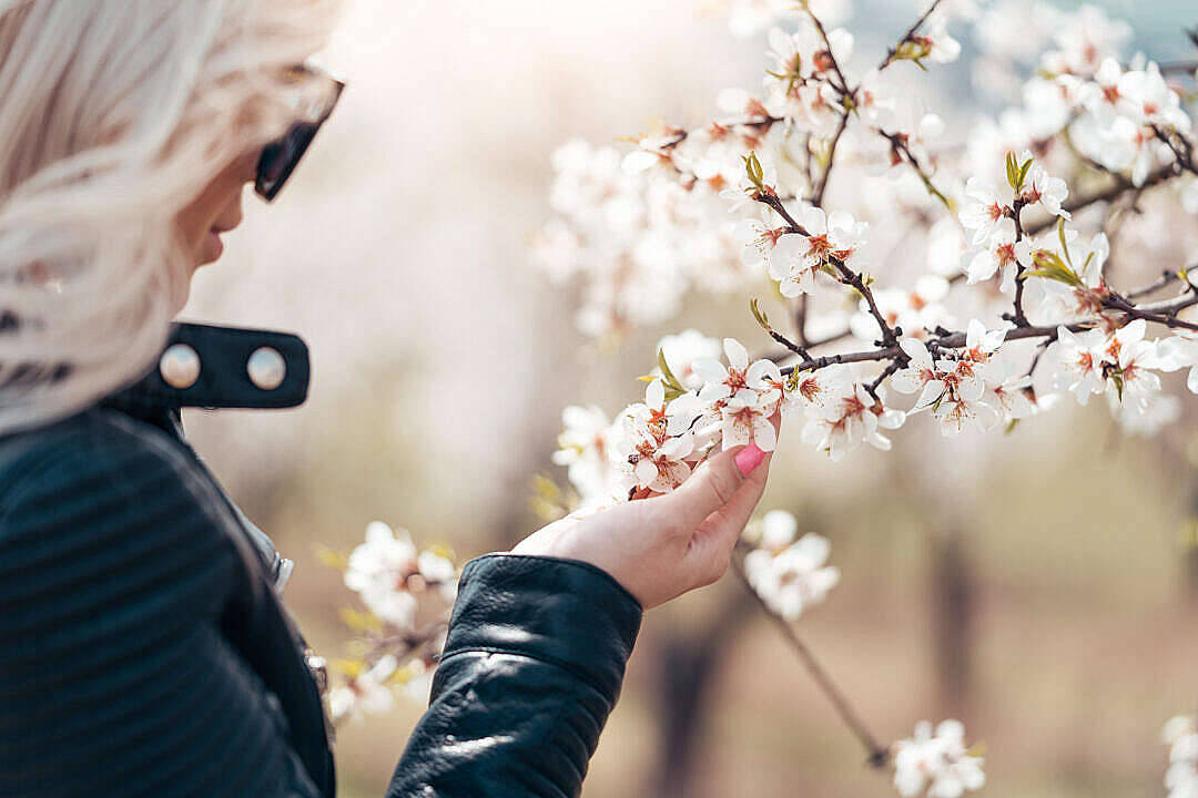 Download Woman Enjoying The Flowers Of An Almond Tree Free Stock Photo Wallpaper