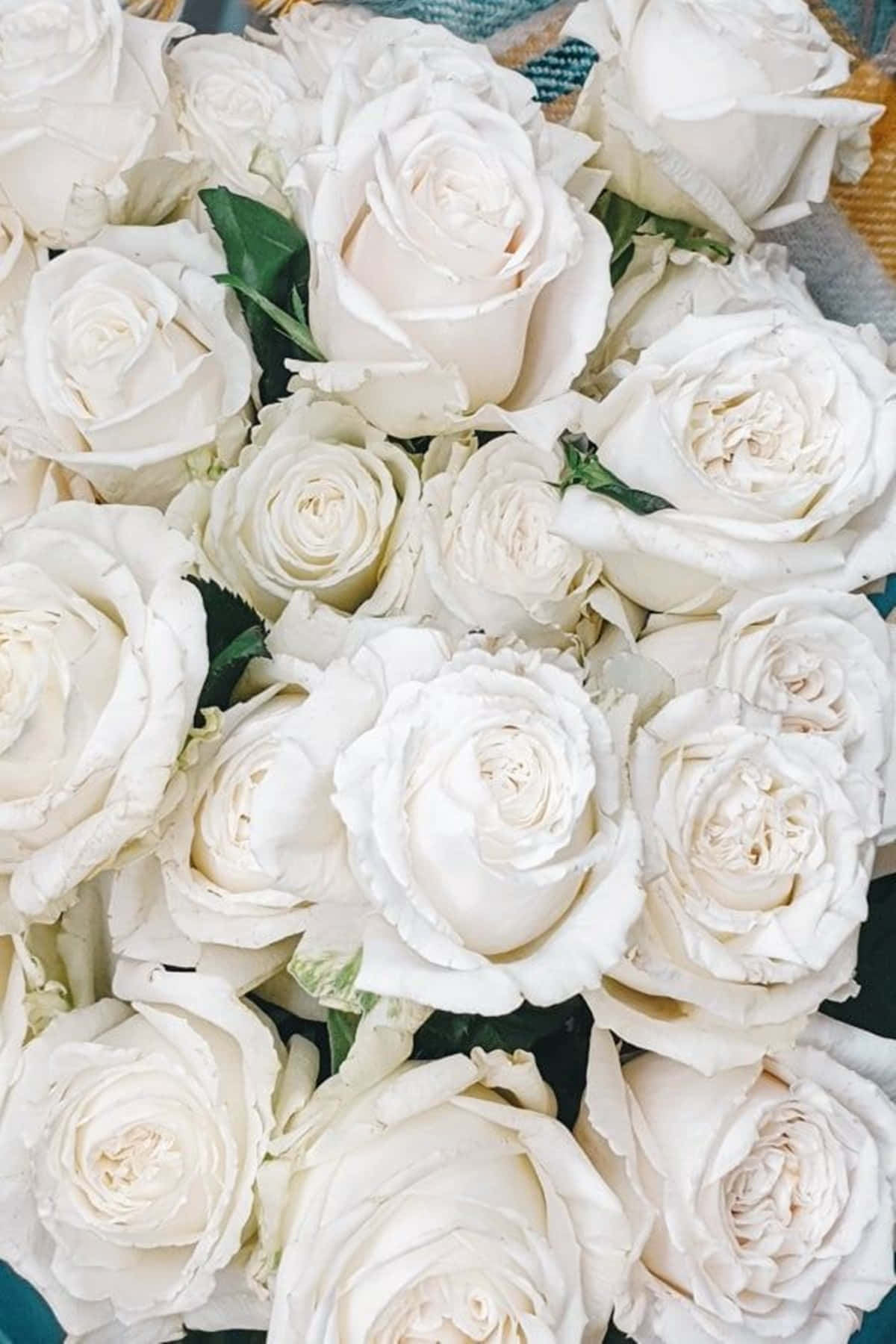 Dozens White Roses Aesthetic Tight Shot Wallpaper