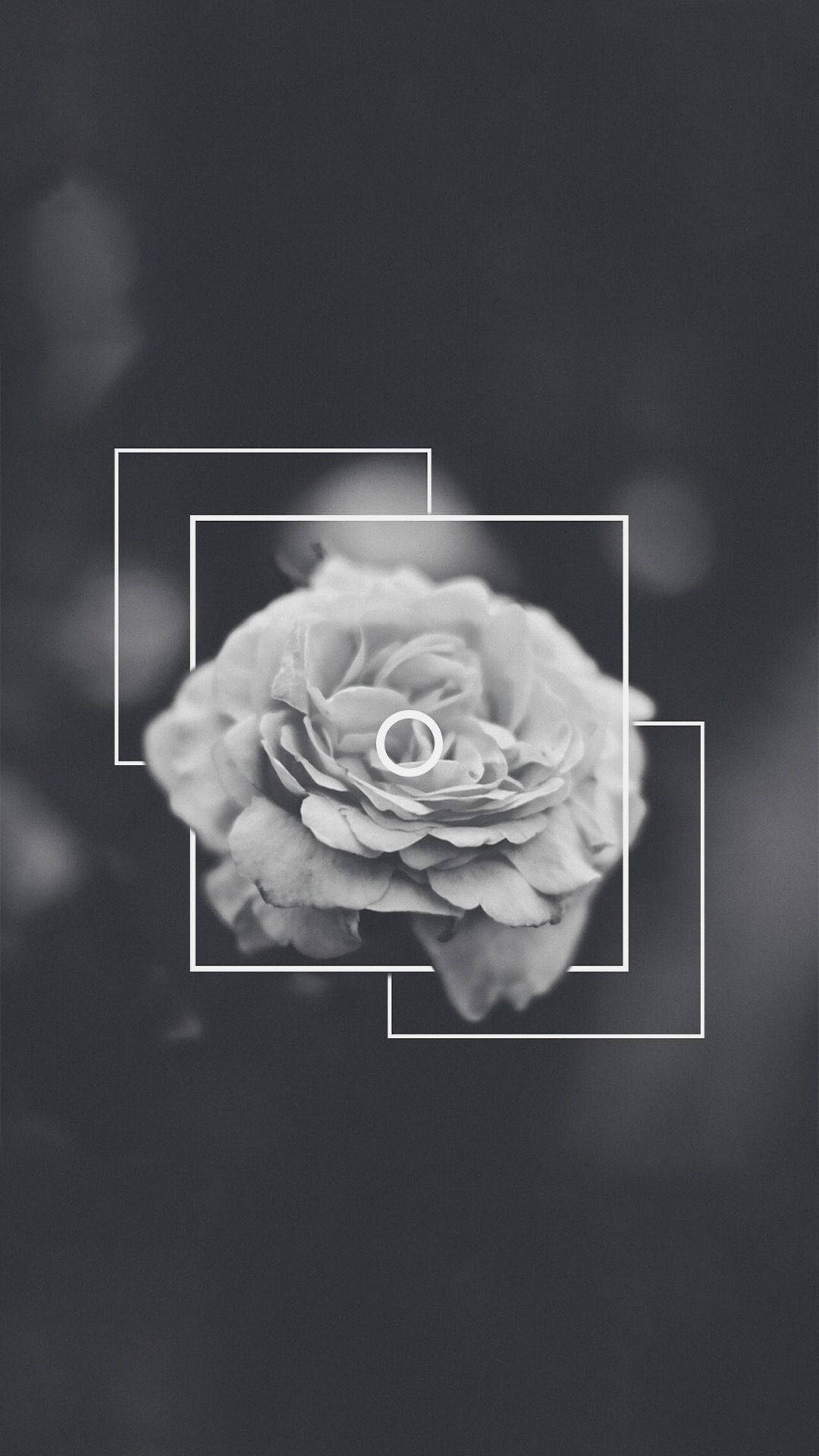 Dramatic Rose Dark Grey Iphone Wallpaper