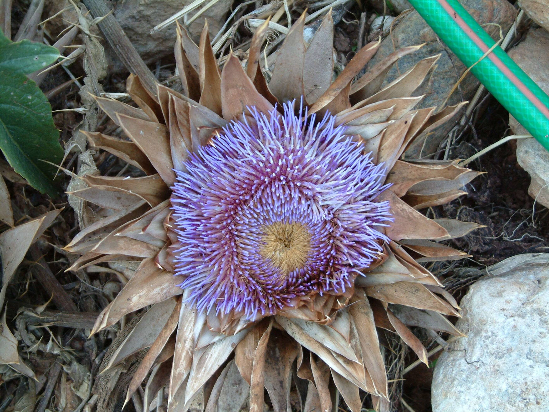 Dried Planted Violet Artichoke Flower Wallpaper