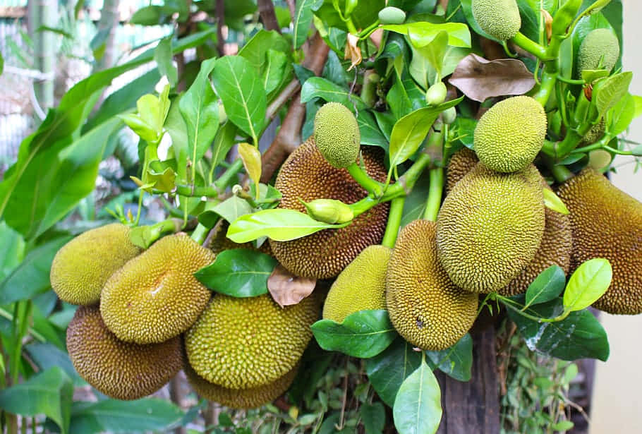 Durian Fruit Tree Branches.jpg Wallpaper