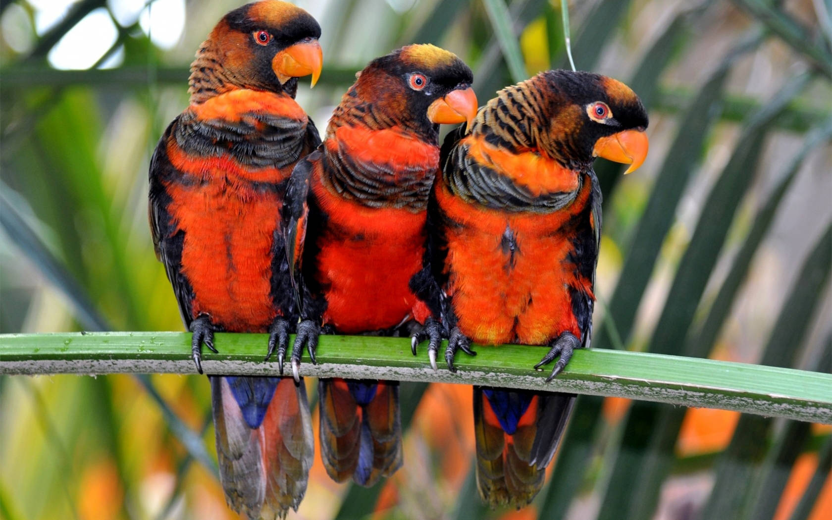 Dusky Lory Parrots Wallpaper