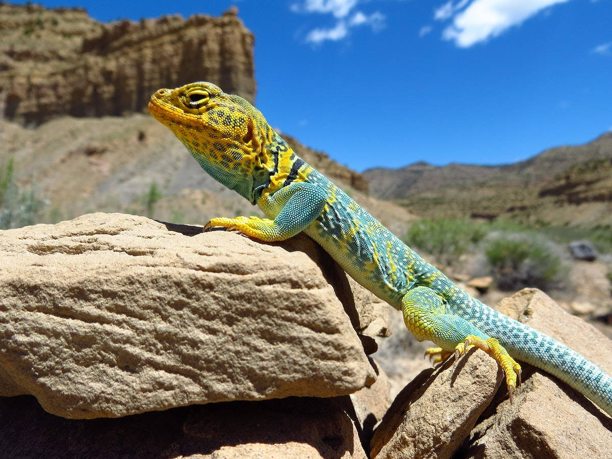 Eastern Collared Lizard During Daylight Wallpaper