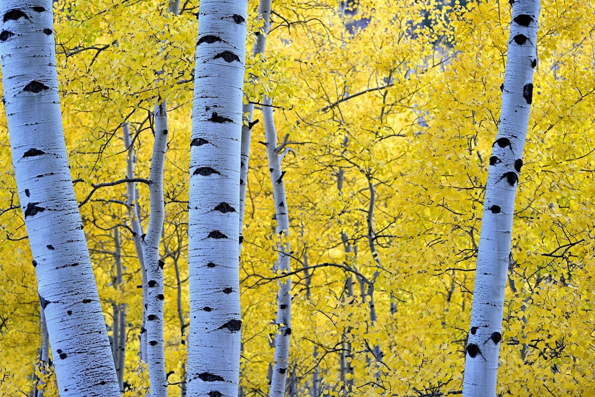 Eerie White Birch Tree Trunks Eyes Wallpaper