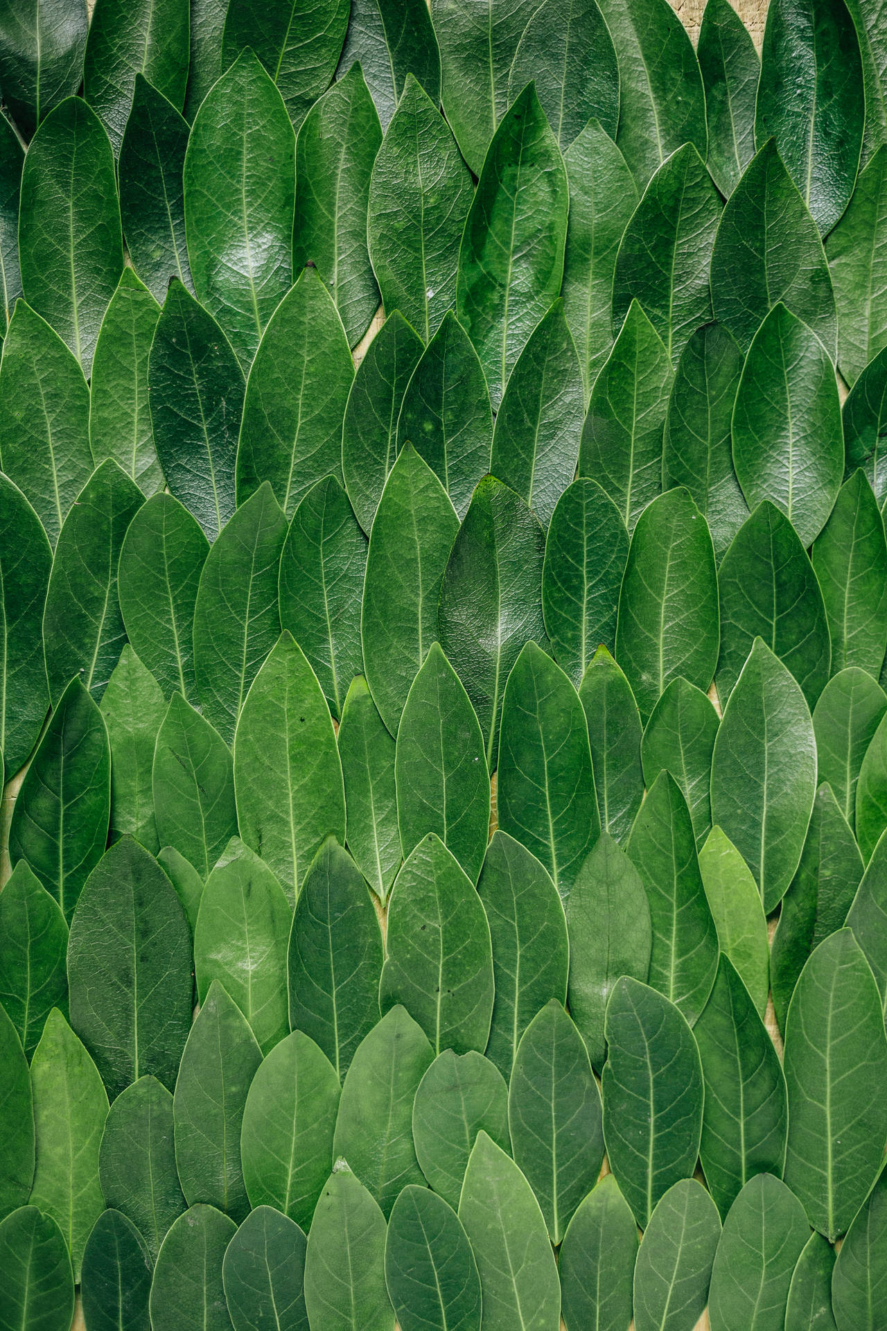 Elliptical Leaf Pattern Wallpaper