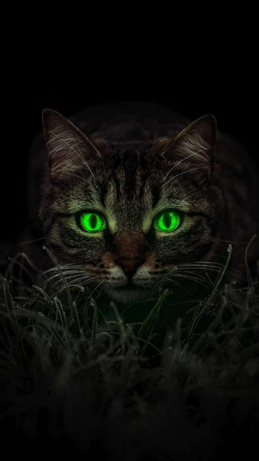 Emerald Cat Eyes Tabby Cat Wallpaper