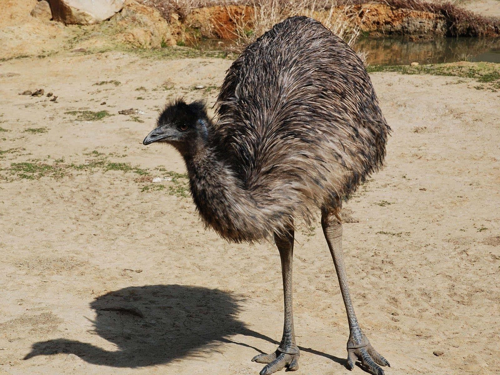 Emu Standingin Sunlight.jpg Wallpaper