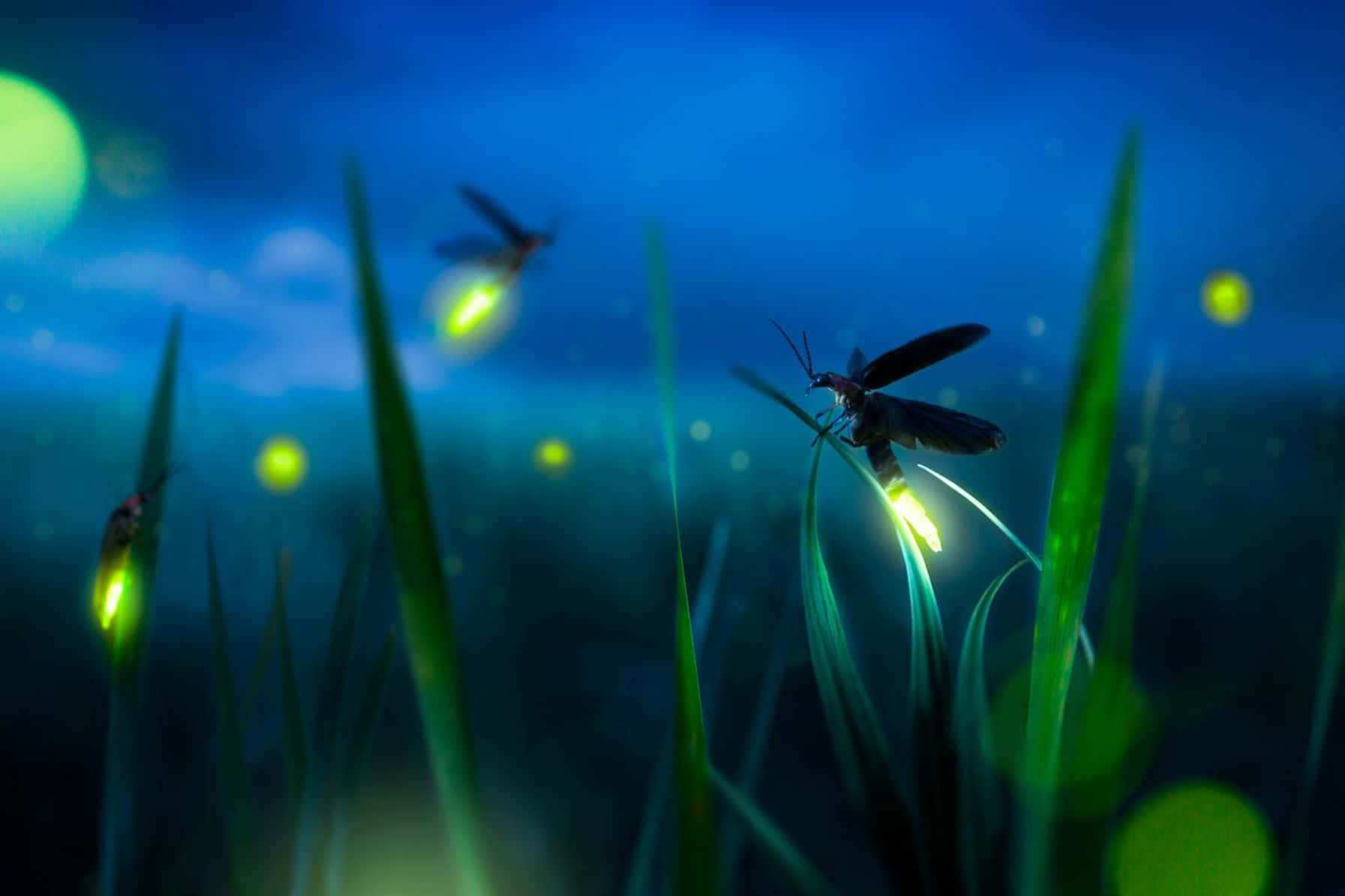 Enchanted Fireflies Night Glow Wallpaper