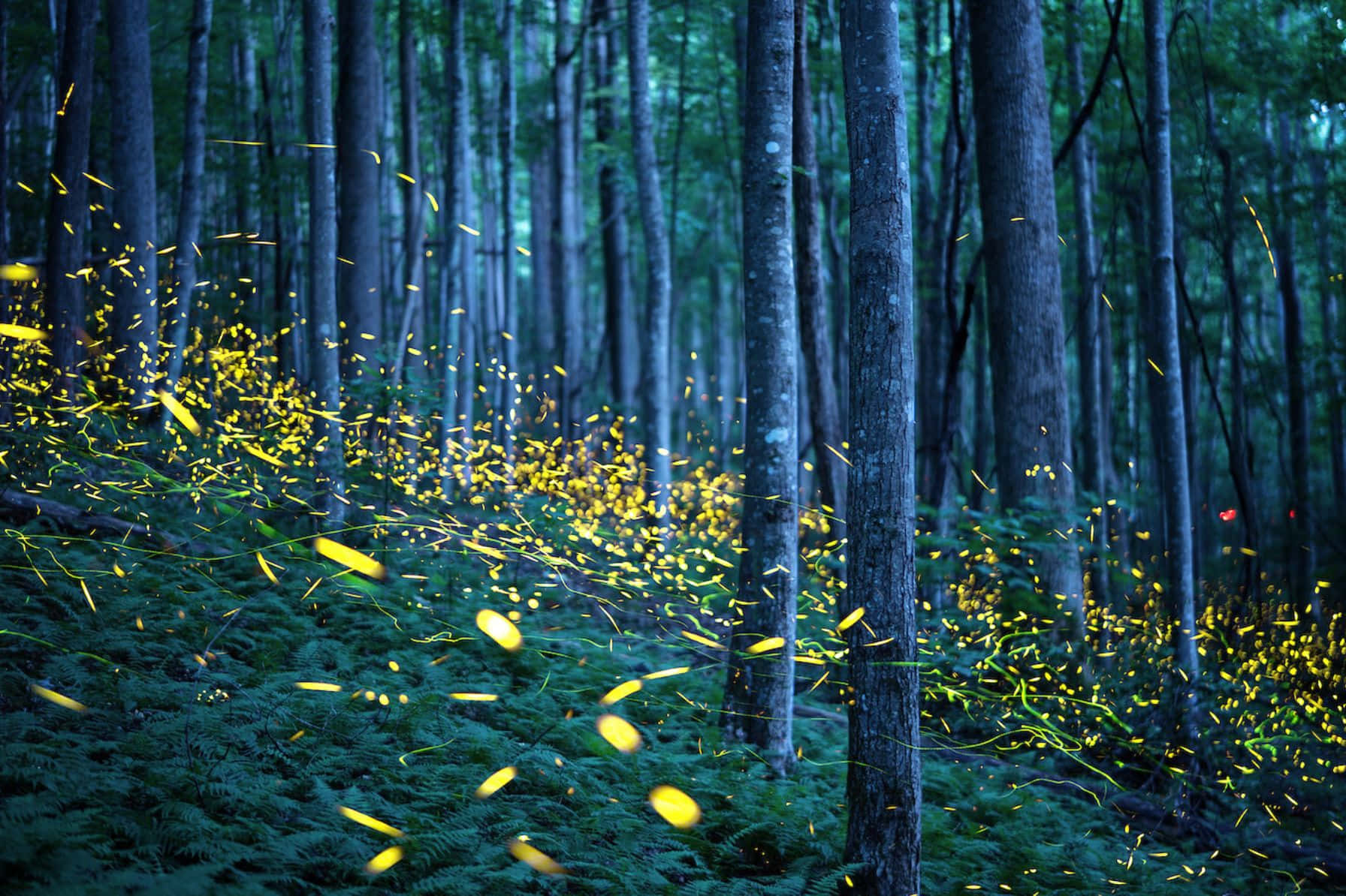 Enchanted Firefly Forest Night Wallpaper