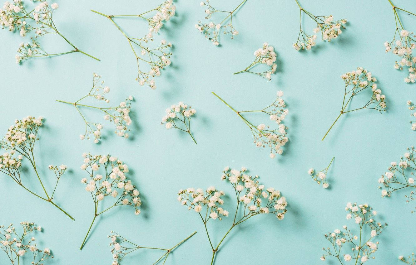 Enchanting Beauty Of Gypsophila White Flower Wallpaper