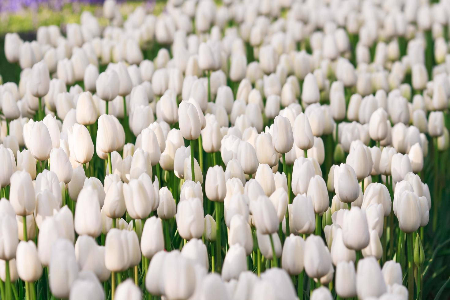 Enchanting White Flower Iphone Wallpaper Wallpaper