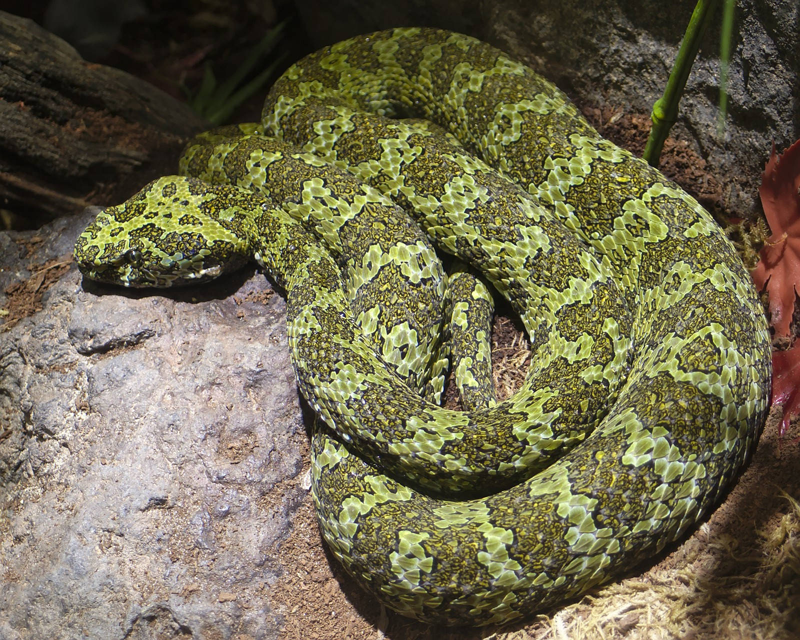 Endangered Mountain Viper Rock Mountain Wallpaper