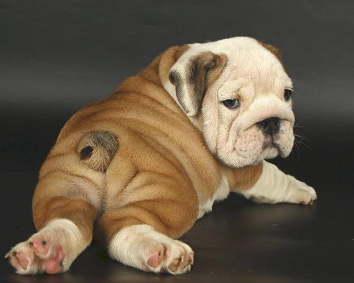 English Bulldog Puppies Back Wallpaper