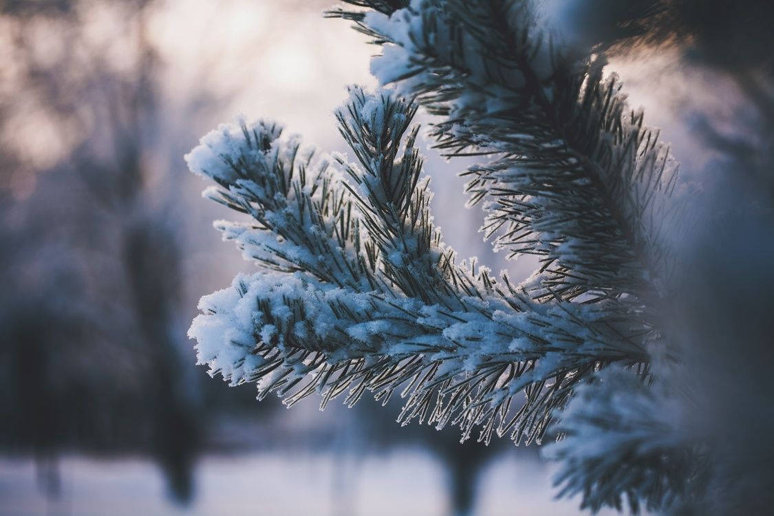 Enjoy A Gorgeous Snowy Desktop Wallpaper Wallpaper