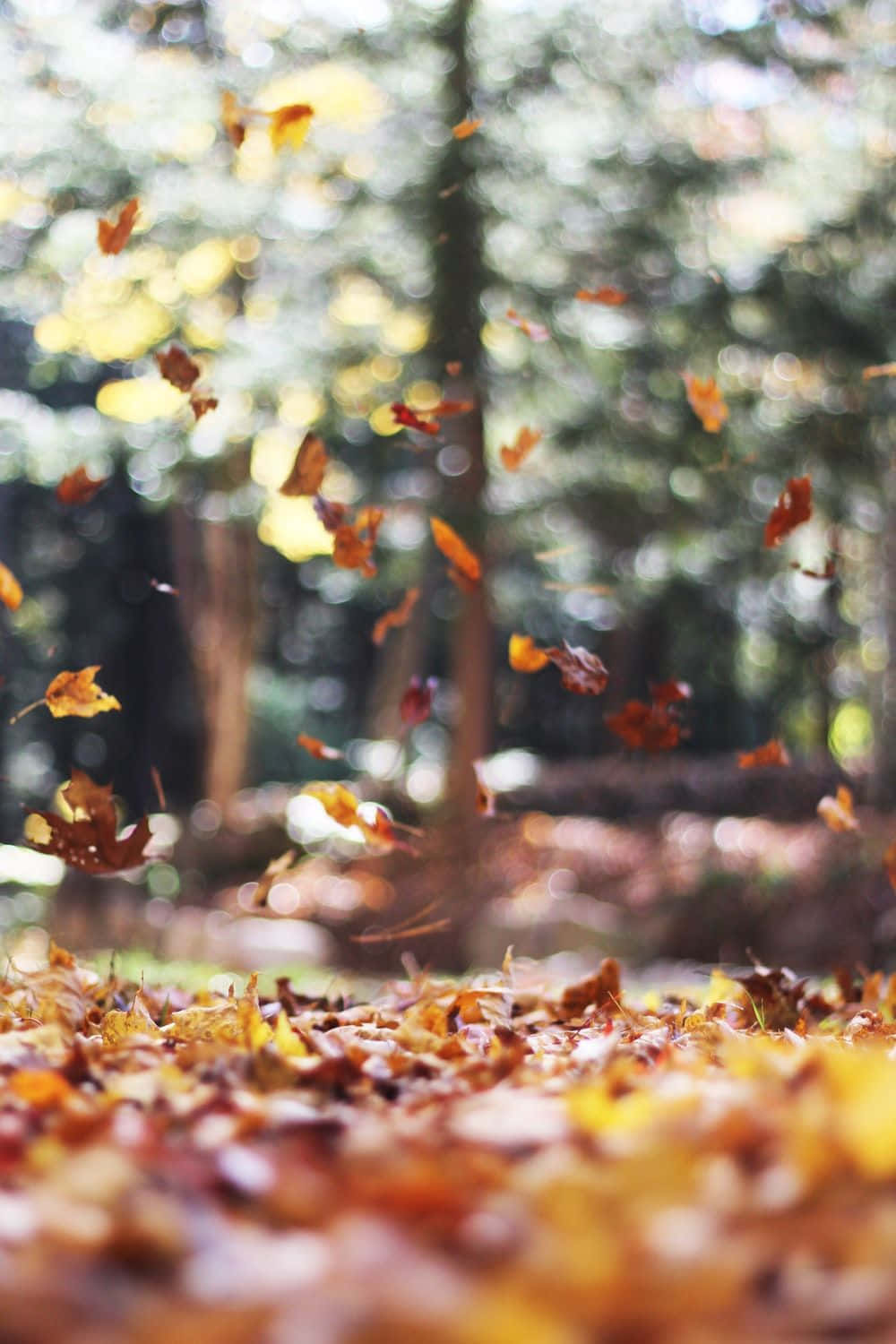 Enjoy A Simple Walk In The Autumn Woods Wallpaper