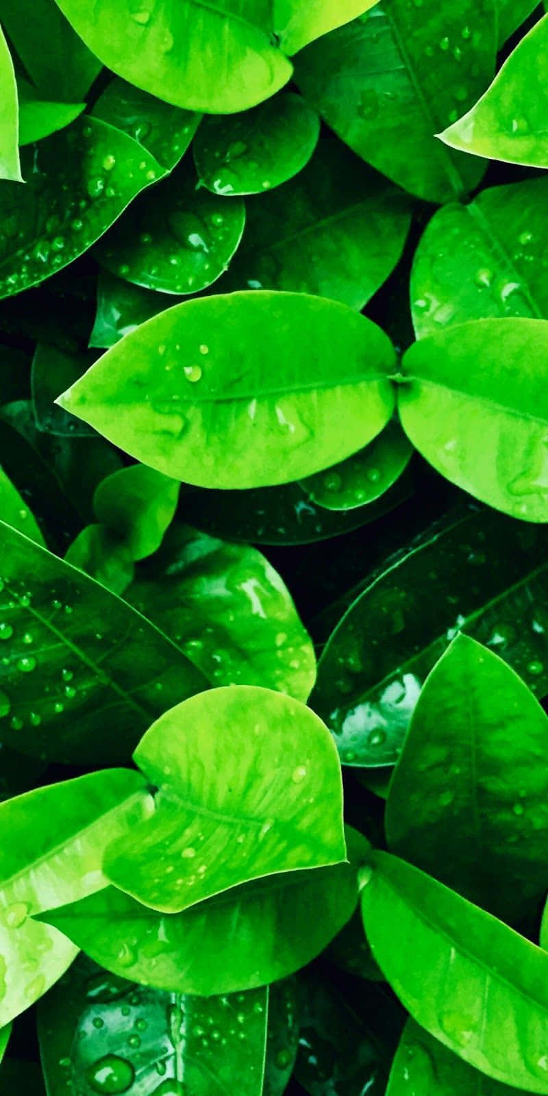 Enjoy Nature Anywhere With A Green Nature Iphone Wallpaper