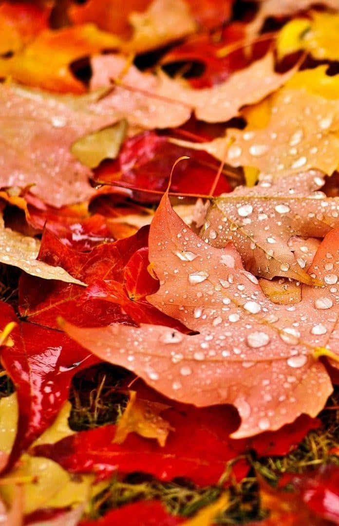 Enjoy The Beautiful Autumn Season With This Gorgeous Fall Leaves Iphone Wallpaper Wallpaper