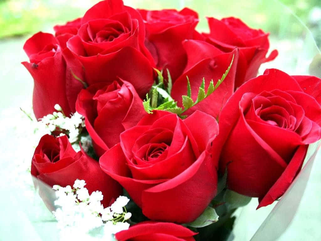 Enjoy The Beauty Of A Bed Of Peach Roses. Wallpaper