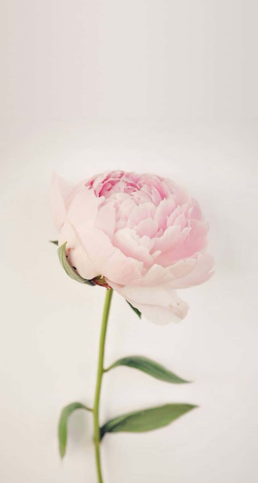 Enjoy The Beauty Of Peony Flowers With Your Iphone Wallpaper